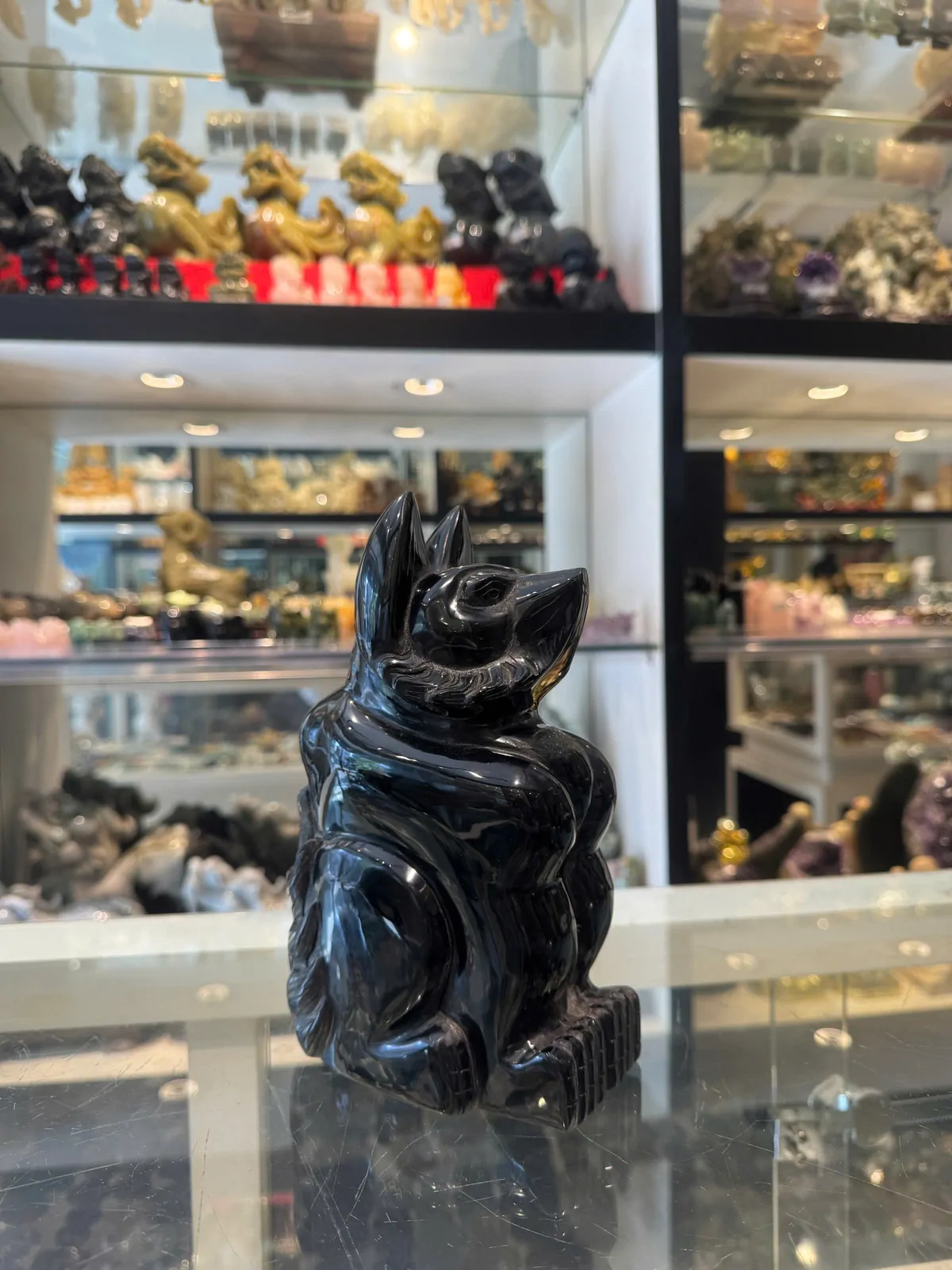 Hồ ly hắc ngà khủng K076